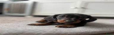 Miniature Dachshund Puppy 2
