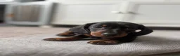 Miniature Dachshund dogs for sale: Miniature Daschuand  - Advert 5