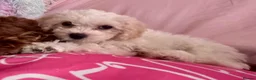 Cavapoo dogs for sale: Cavachon Female Puppy - Advert 9