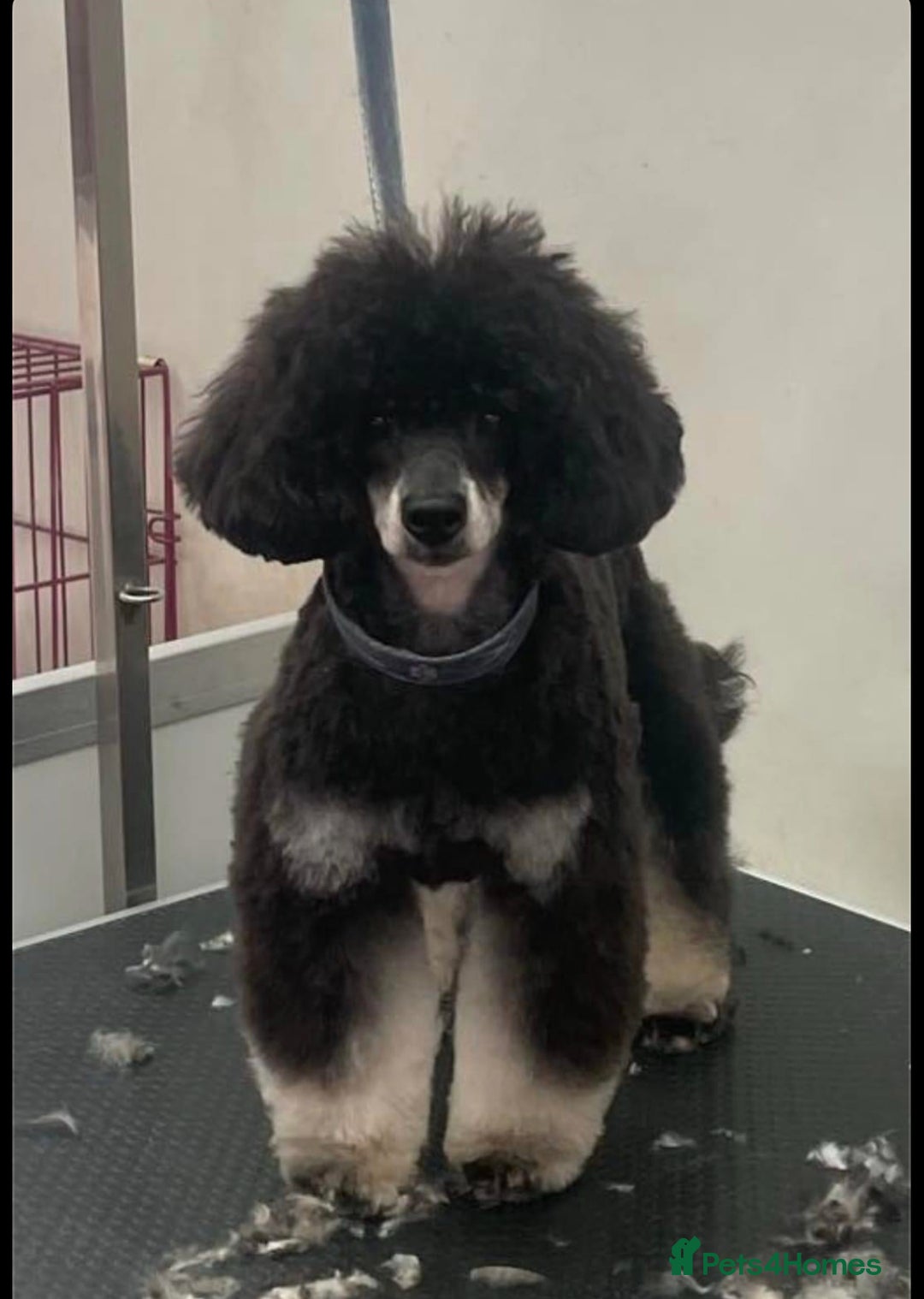 Toy Poodle dogs for stud: KC Registered Blue Silver Phantom Health Tested  in Preston - Image 5