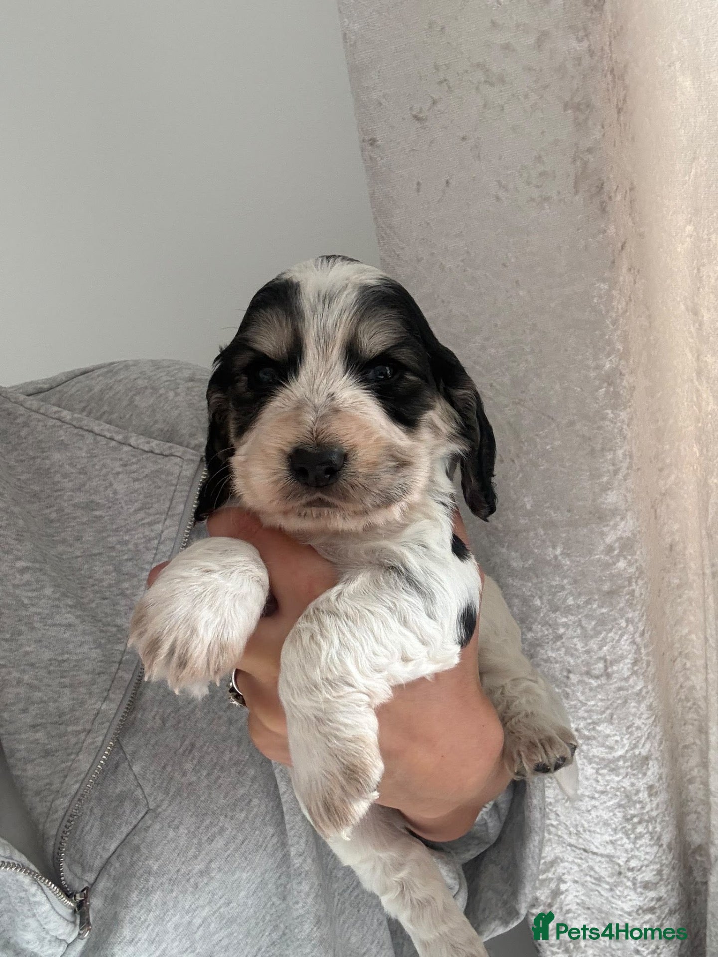 Cocker Spaniel dogs Stunning cocker spaniel puppies  - Advert 1