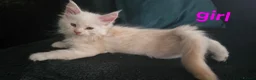 Maine Coon cats for sale: Amazing pure bread Maine Coons kittens  - Advert 8