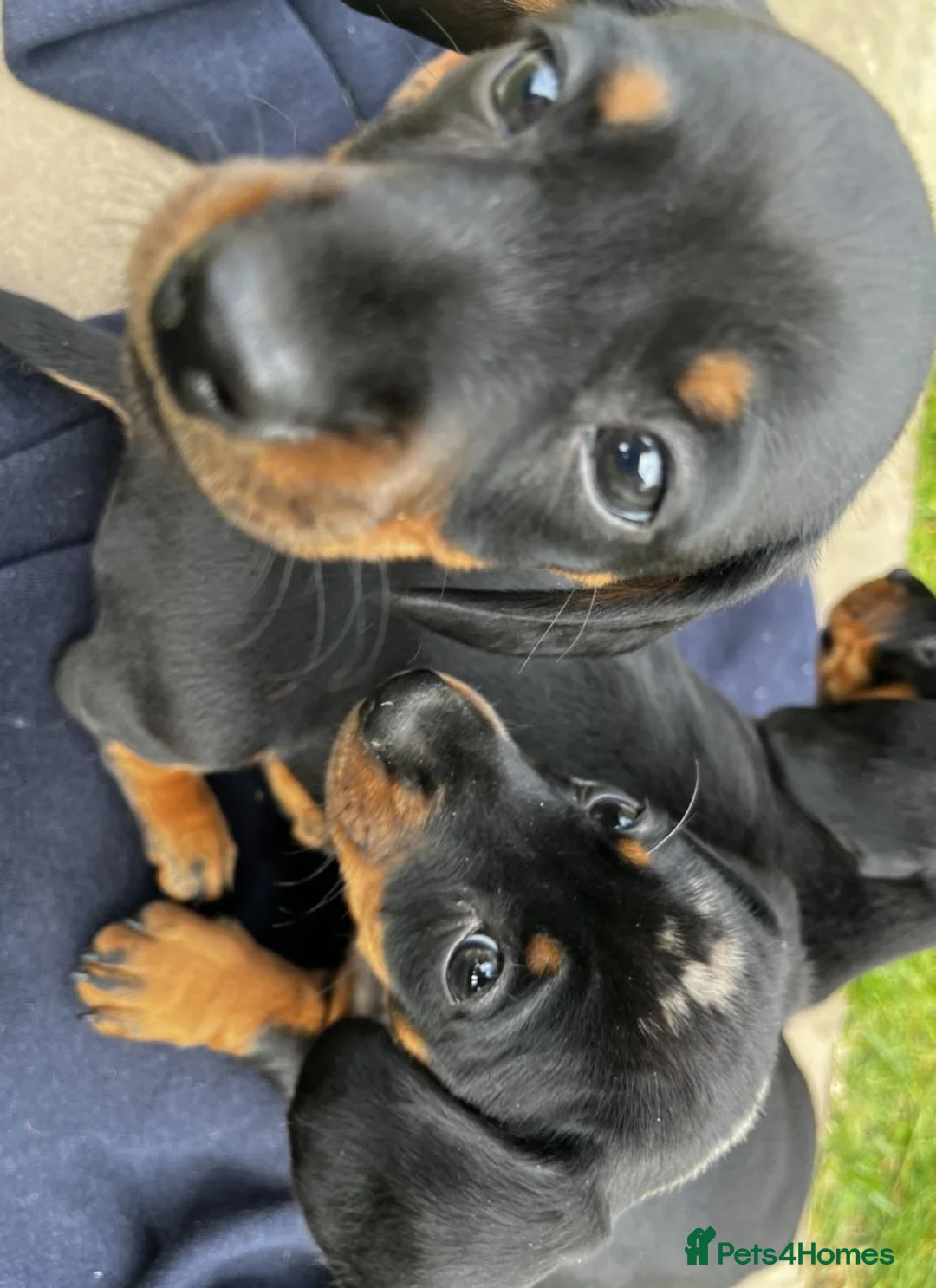 Miniature Dachshund dogs for sale: MAGNIFICENT DACHSHUND PUPPIES - Advert 2