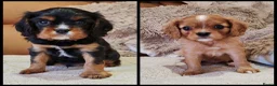 Cavalier King Charles Spaniel dogs for sale: KC Reg Boys Available from Doppler Tested Parents  in Southampton - Advert 1