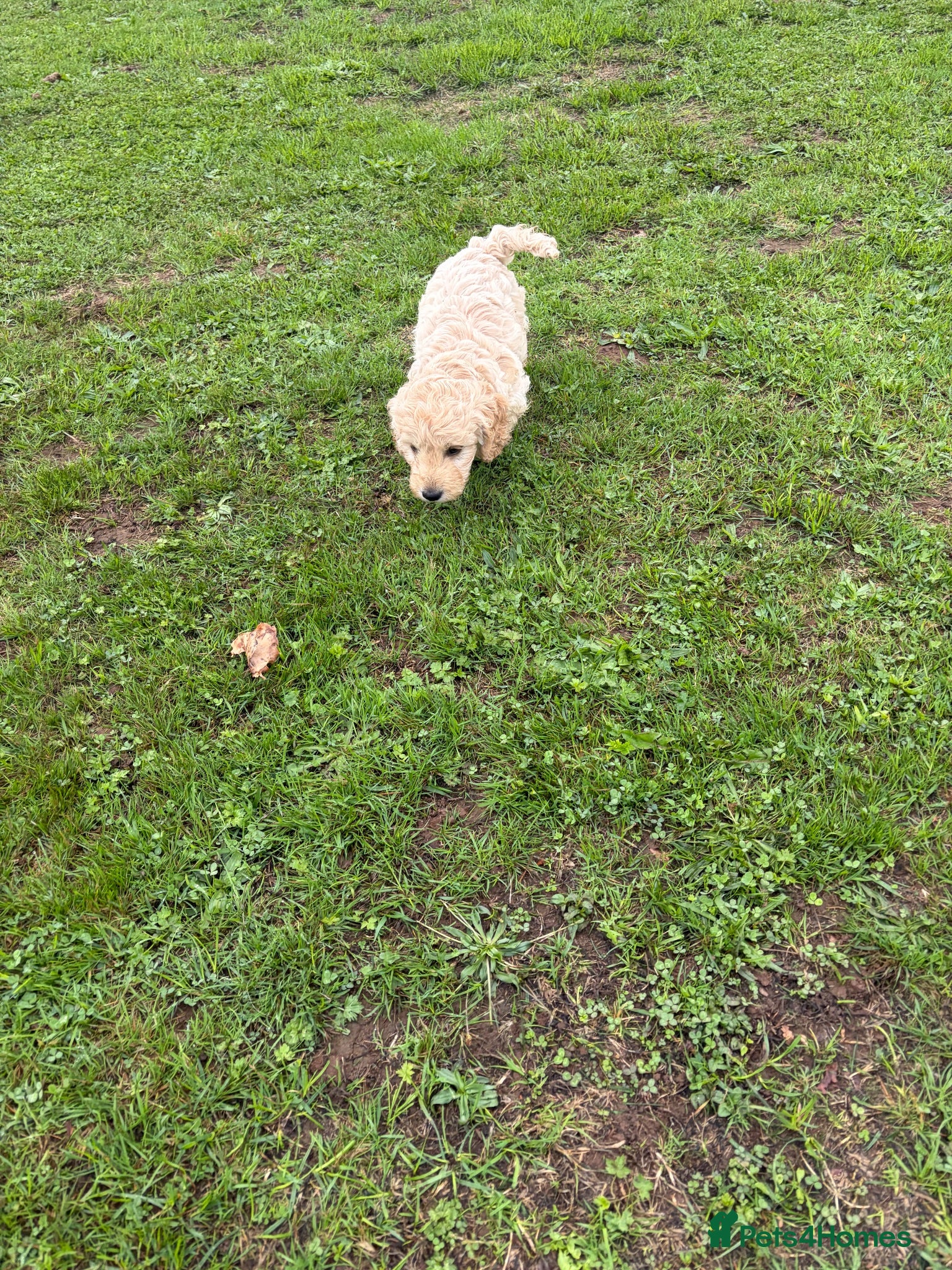 Cockapoo dogs F1b cockapoo pups 2 boys 1 girl  - Advert 2