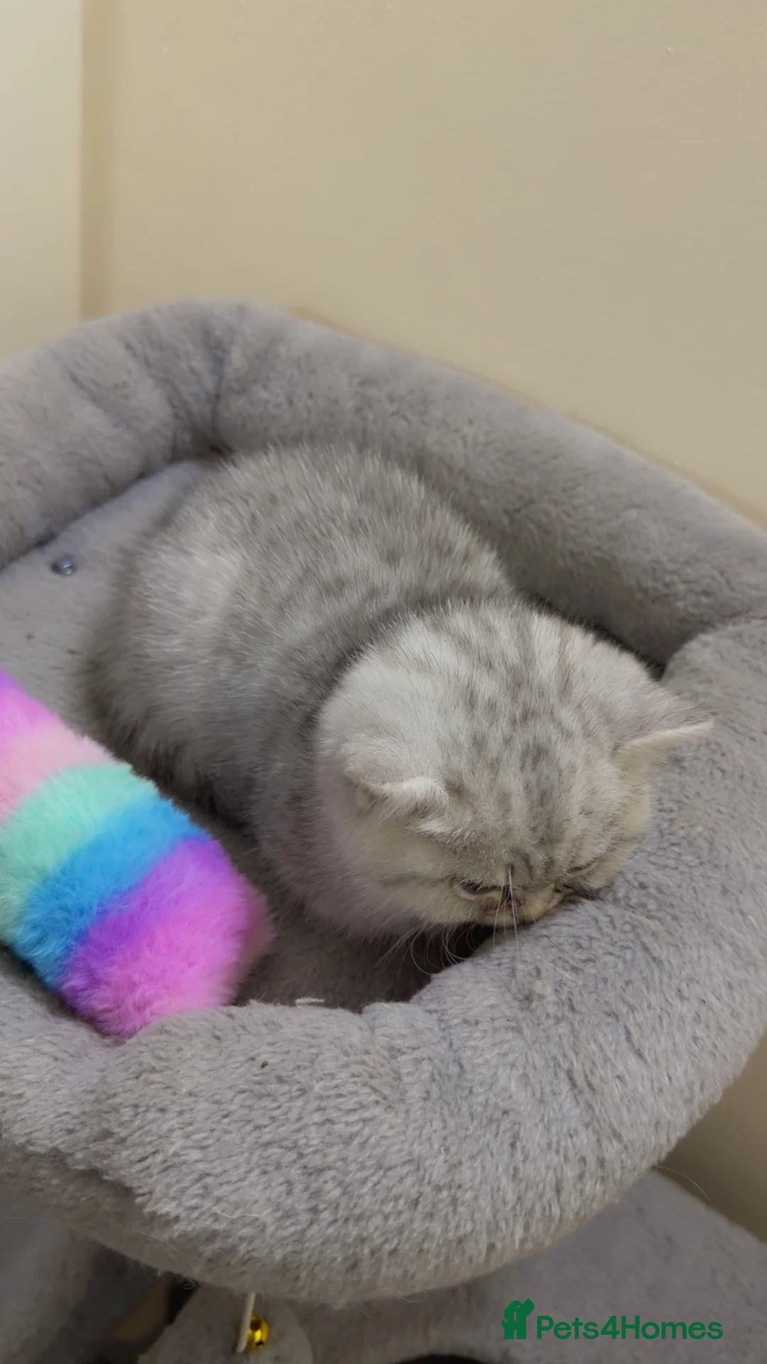 British Shorthair cats for sale: Beautiful British shorthair  - Advert 20