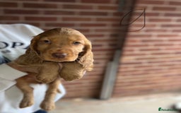 Cocker Spaniel dogs for sale: Full Cocker Spaniels Puppies  - Image 37