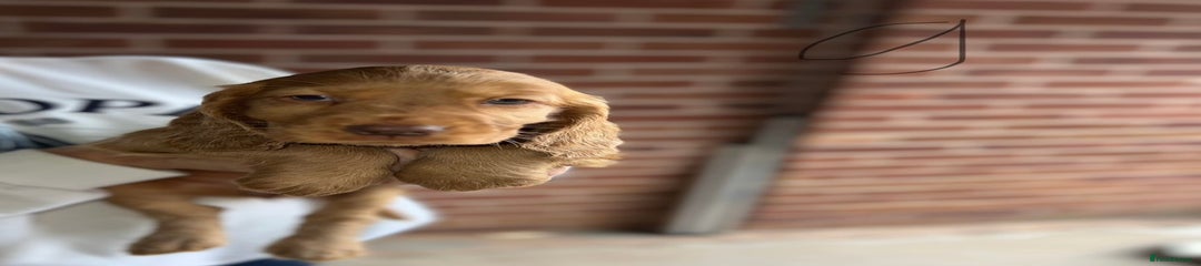 Cocker Spaniel Puppy 8