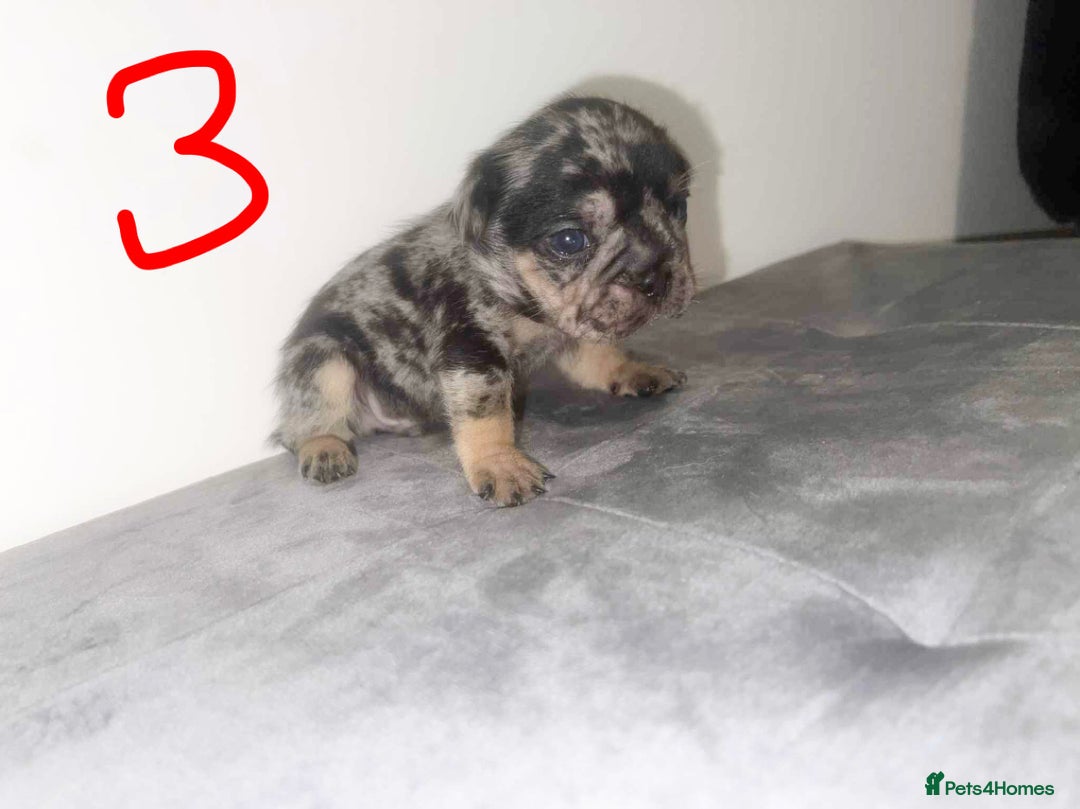 French Bulldog dogs for sale: Pink testable **s 🩷💙🍫🍪🔥 - Image 4