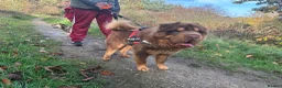 Shar Pei dogs for sale: Top quality bear coat shar pies for sale  - Advert 32
