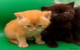 Exotic cats for sale:  Exotic British shorthair  - Image 8