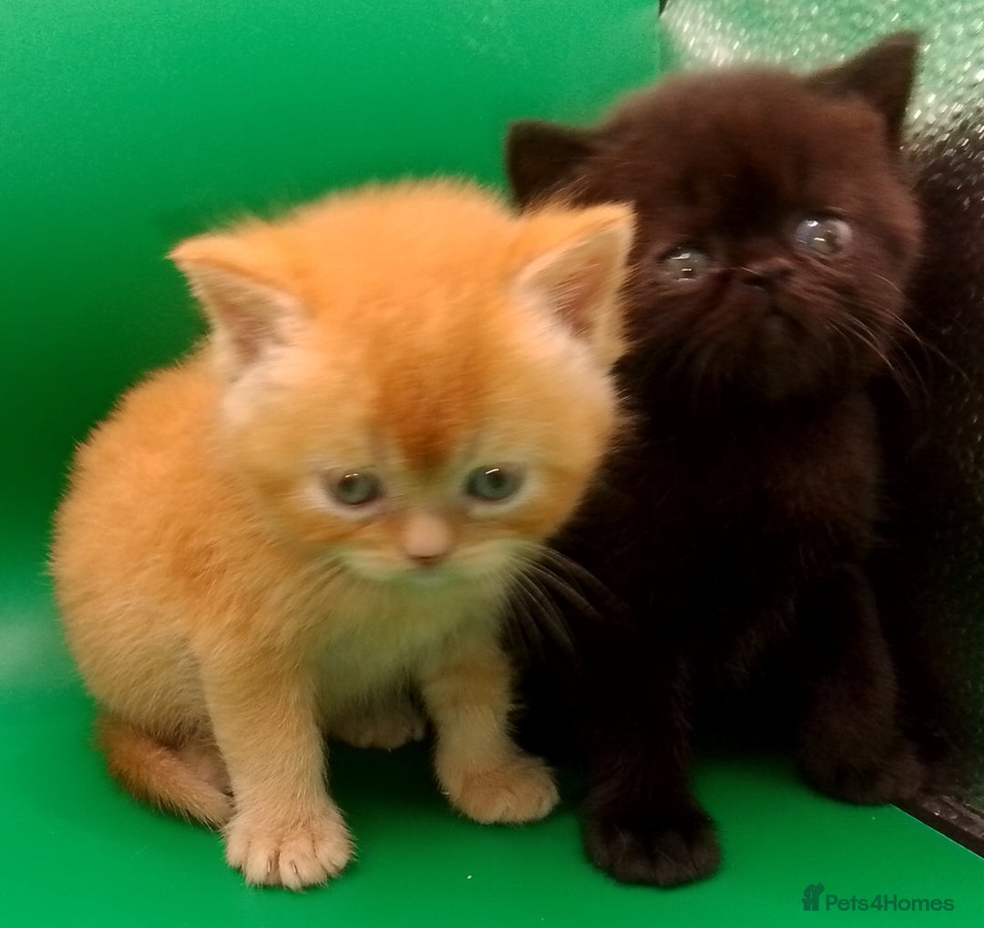 Exotic cats for sale:  Exotic British shorthair  - Image 8