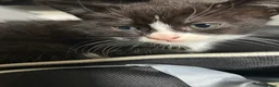 Mixed Breed cats for sale: Beautiful black and white tuxedo kittens  in Torquay - Advert 2