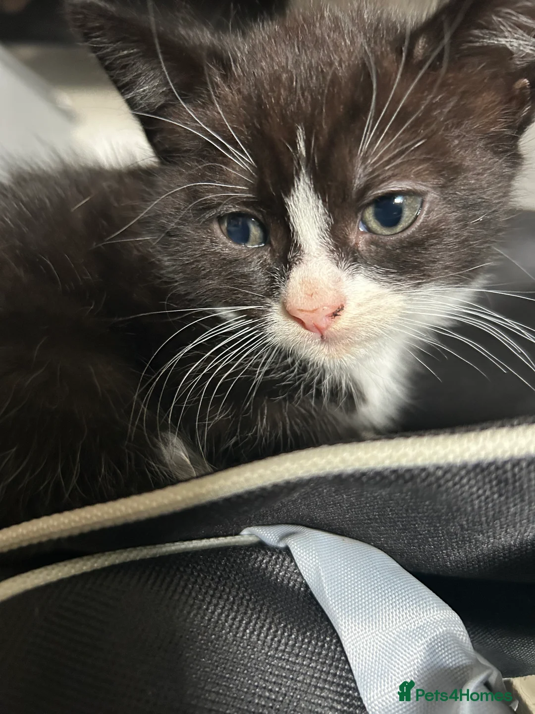 Mixed Breed cats for sale: Beautiful black and white tuxedo kittens  in Torquay - Advert 2