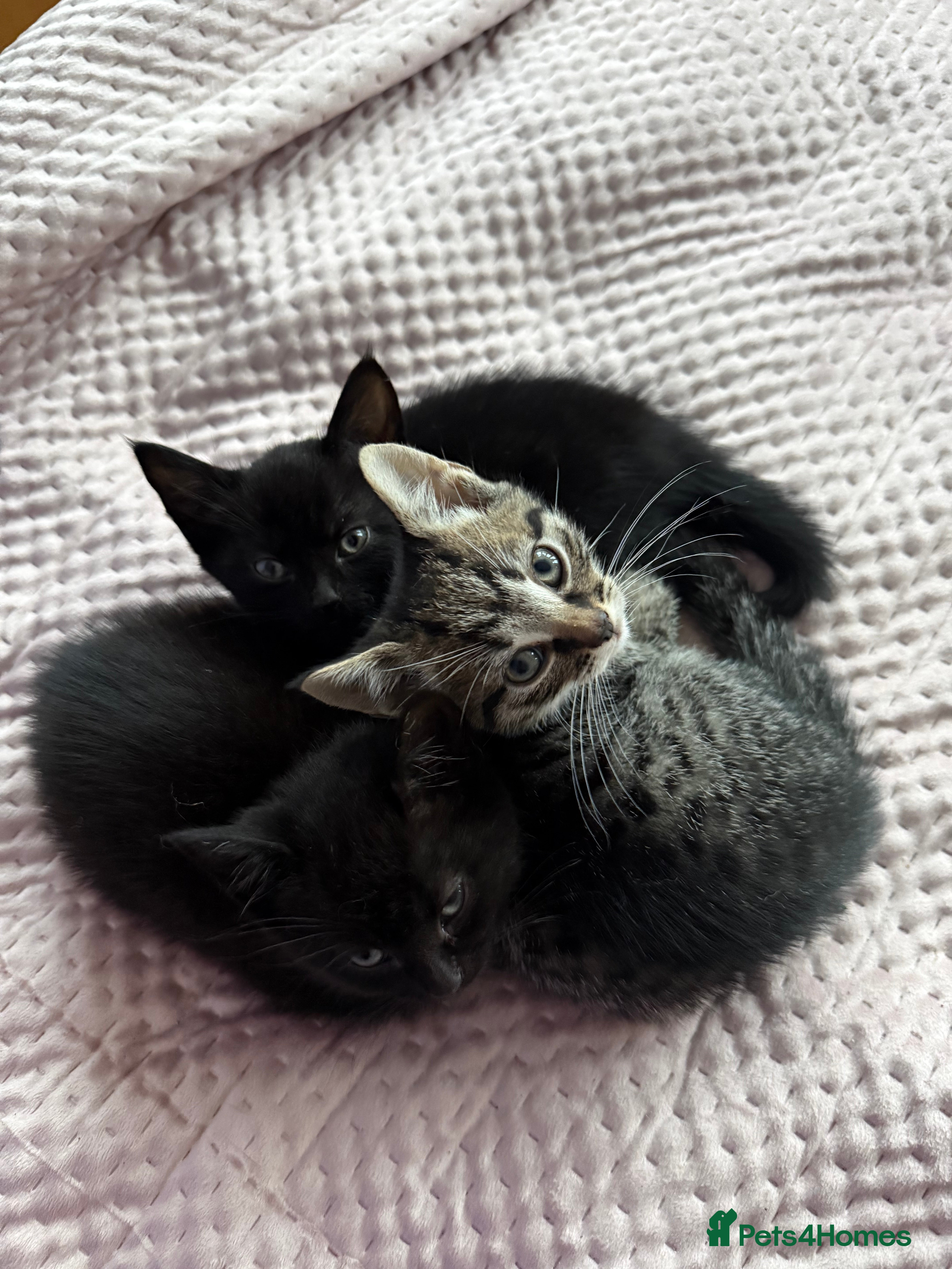 British Shorthair cats Pairs of Kittens - £100 for 2 (must be paired) - Advert 4