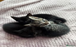 British Shorthair cats for sale: Pairs of Kittens - £100 for 2 (must be paired) - Image 1