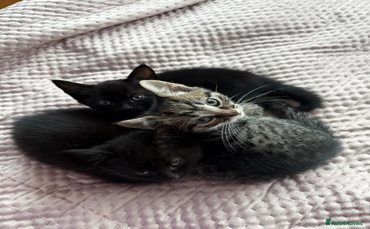 British Shorthair cats - Advert 10