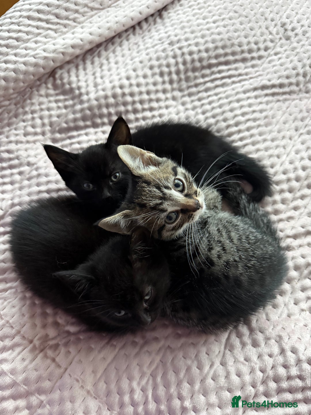 British Shorthair cats for sale: Pairs of Kittens - £100 for 2 (must be paired) - Image 1