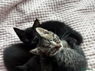 British Shorthair cats - Advert 2