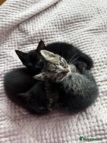 British Shorthair cats - Advert 2