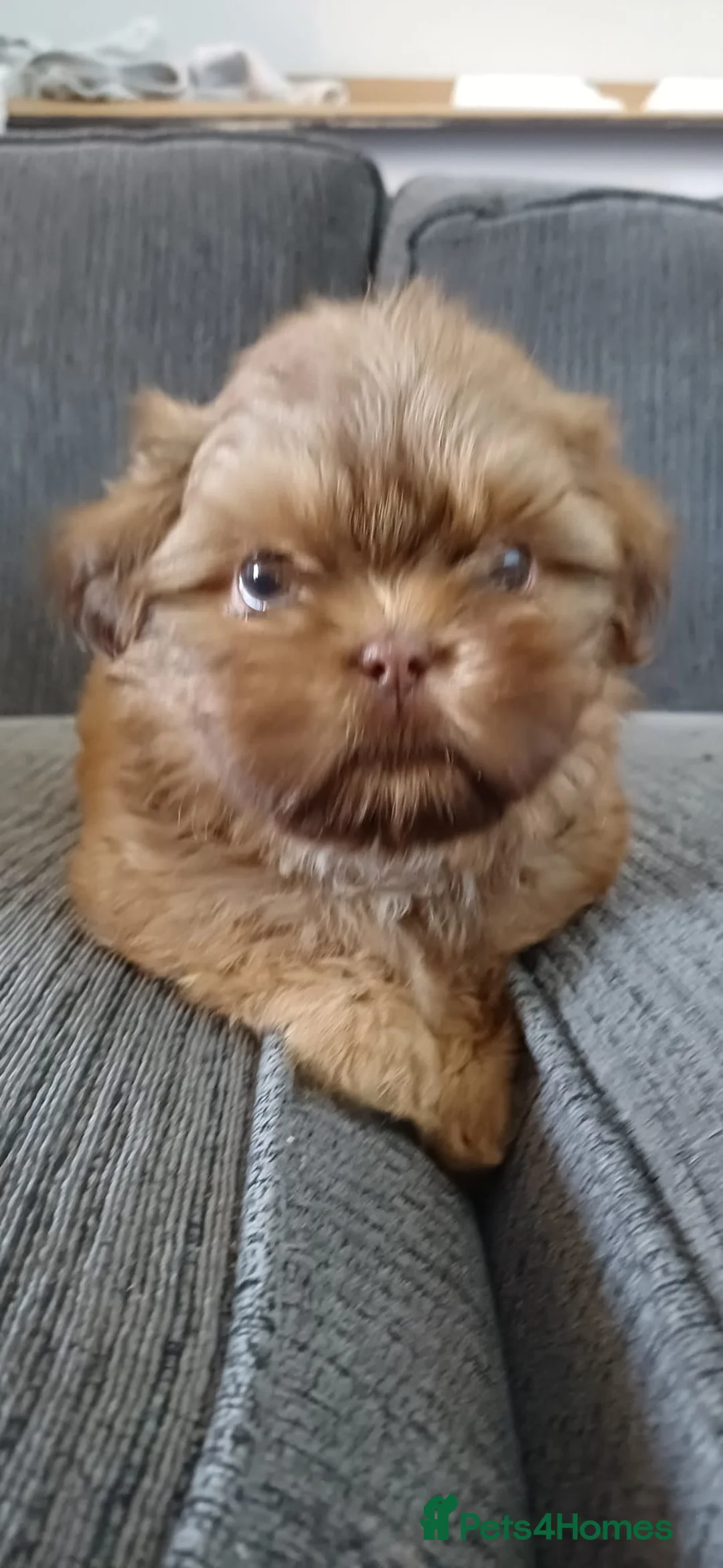 Shih Tzu dogs for sale: Beautiful KC Registered Full Imperial Shih Tzu  - Advert 12