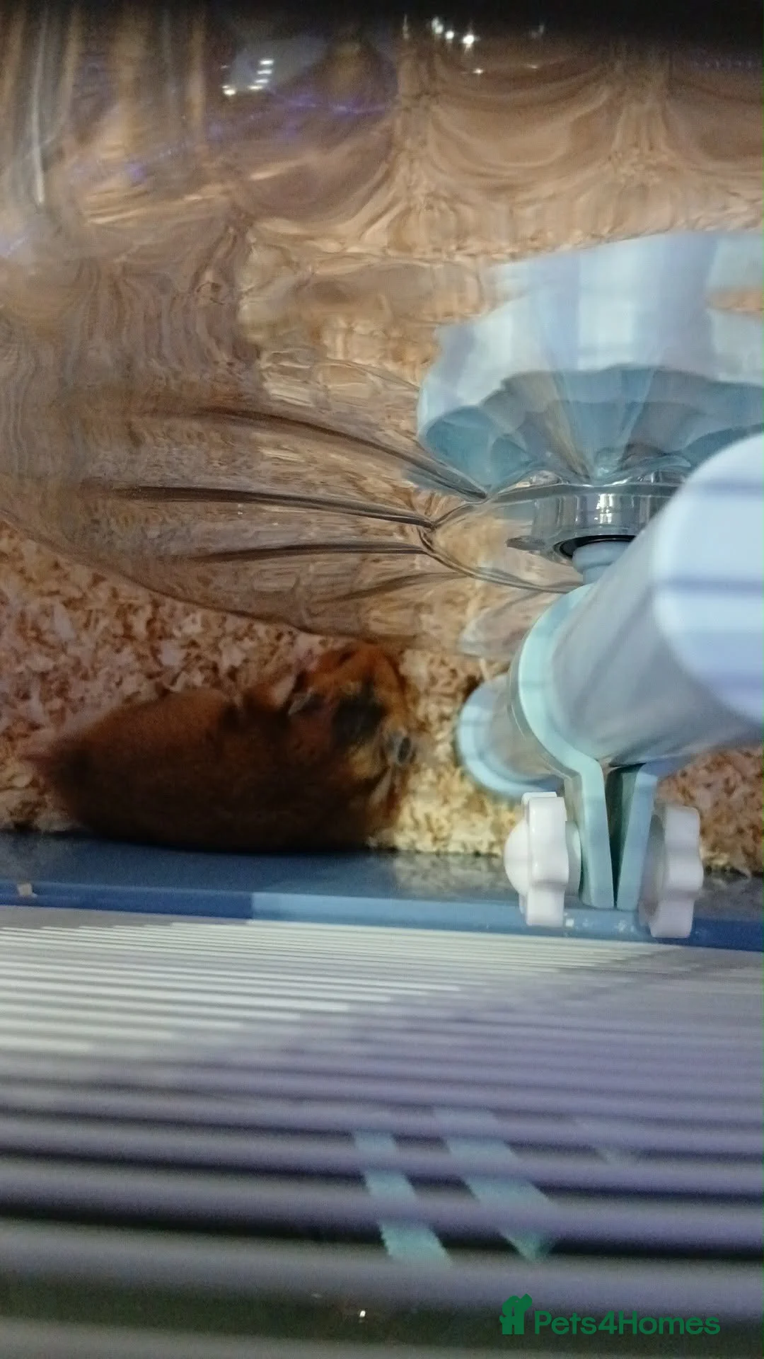 Hamster rodents for sale: Male Syrian hamster  in Wigan - Advert 3