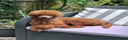 Miniature Poodle dogs for sale: Miniature Poodles - Advert 3