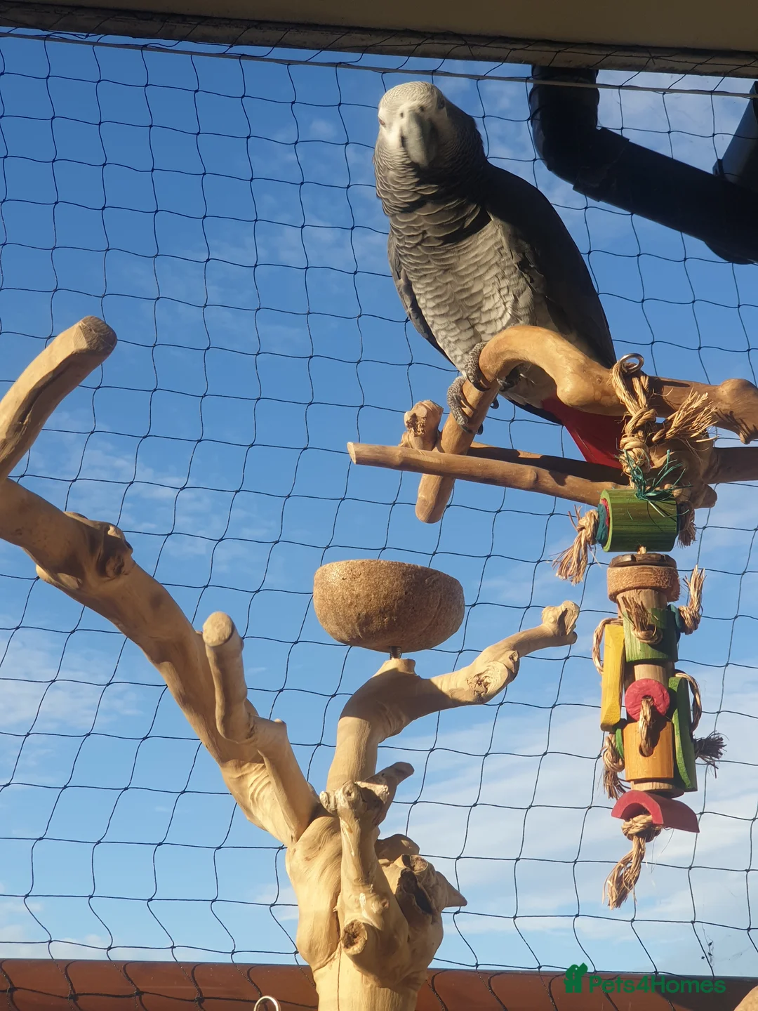 Parrots birds for sale: African Gray-Charlie  in Snodland - Advert 3