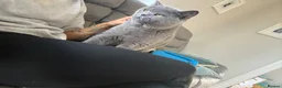 British Shorthair cats for sale: Pure BSH Kittens  - Advert 6
