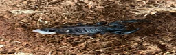Mixed Breed invertebrates for sale: Tarantula and scorpion collection for sale - Advert 4