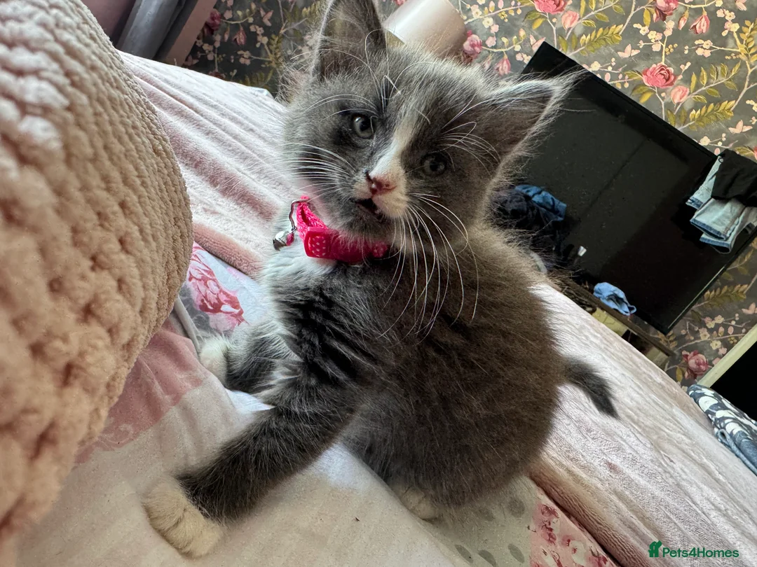 Turkish Angora cats for sale: Stunning boy  - Advert 3