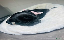 French Bulldog dogs for sale: Lilac French Buldog - Image 9