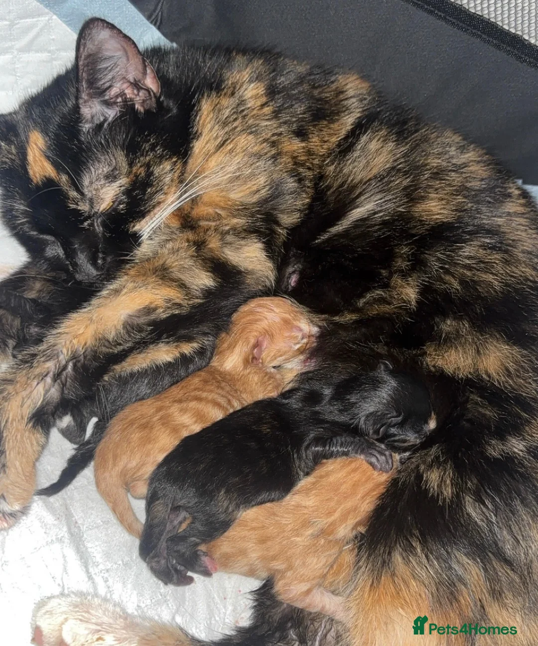 Mixed Breed cats for sale: Male tuxedo kitten  - Advert 2