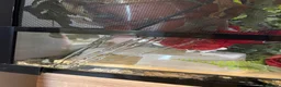 Corn Snake reptiles for sale: Male corn snake - Advert 5