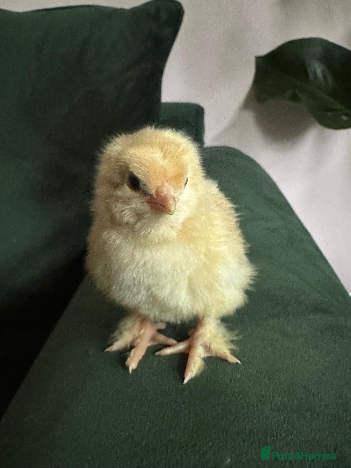 Chickens poultry Hybrid Chicks For Sale - Advert 1