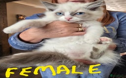 Ragdoll cats for sale: Ragdoll kittens from gccf registered parents  - Image 2
