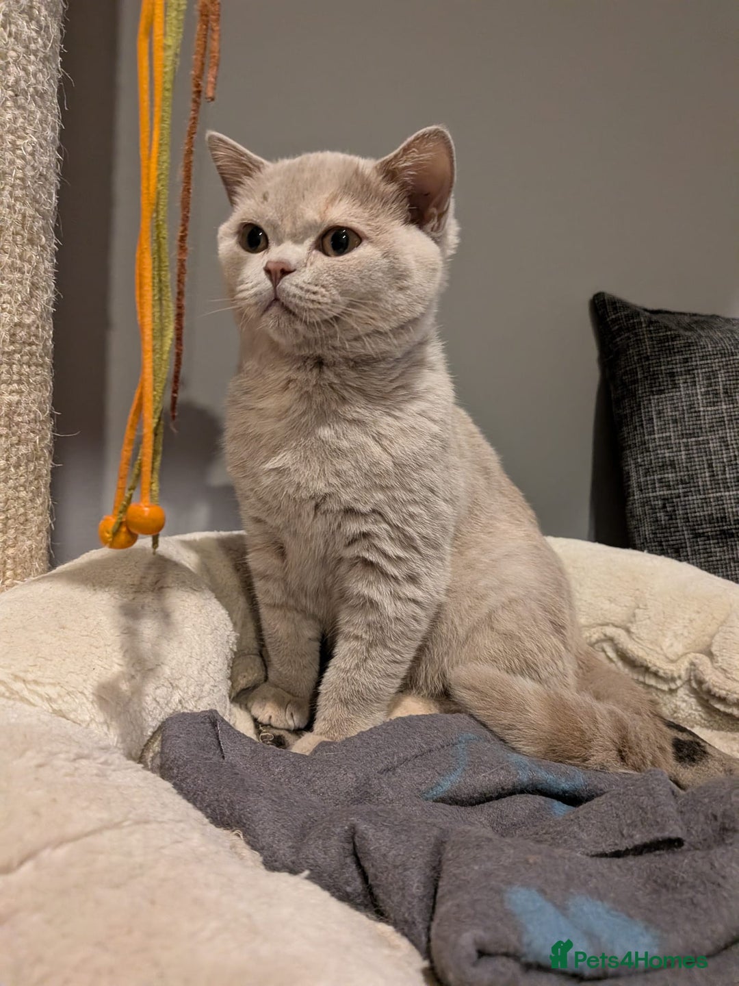 British Shorthair cats for sale: GCCF Registered Championship Line BSH Kittens - Advert 6