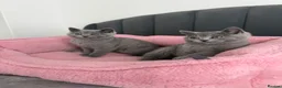 British Shorthair cats for sale: British shorthair kittens - Advert 16