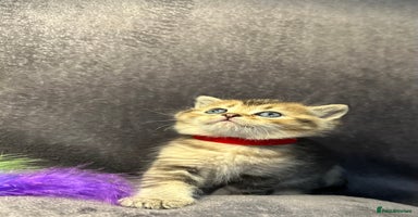 British Shorthair cats - Advert 8