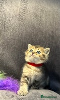 British Shorthair cats - Advert 1