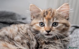 Maine Coon cats for sale: mix maine coon kitten - Image 3