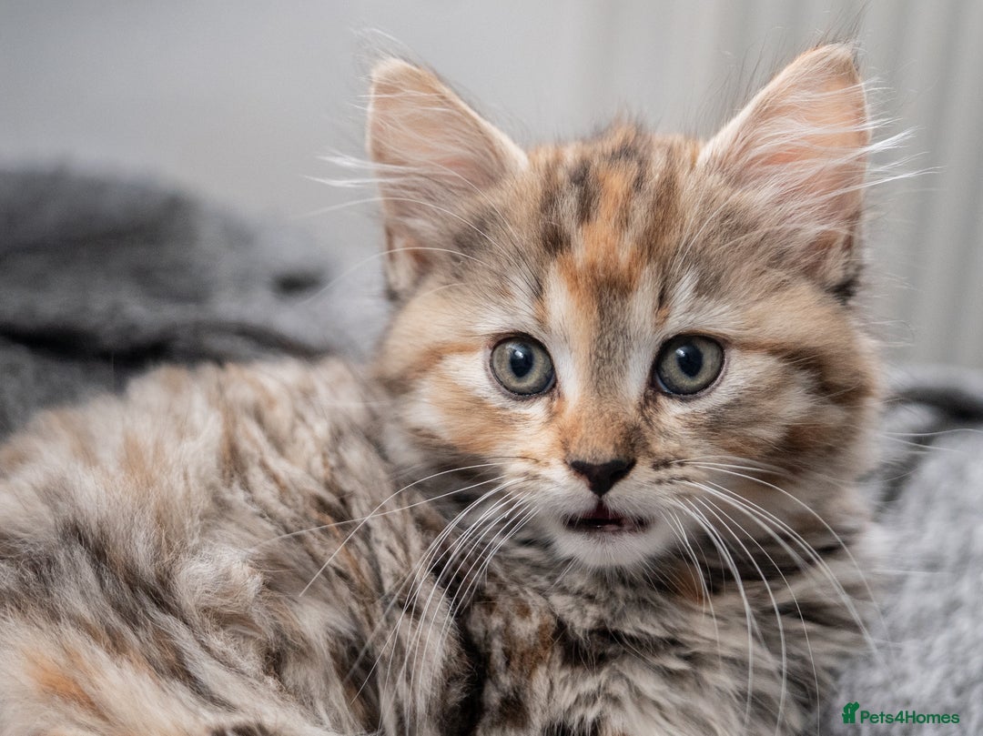 Maine Coon cats for sale: mix maine coon kitten - Image 3