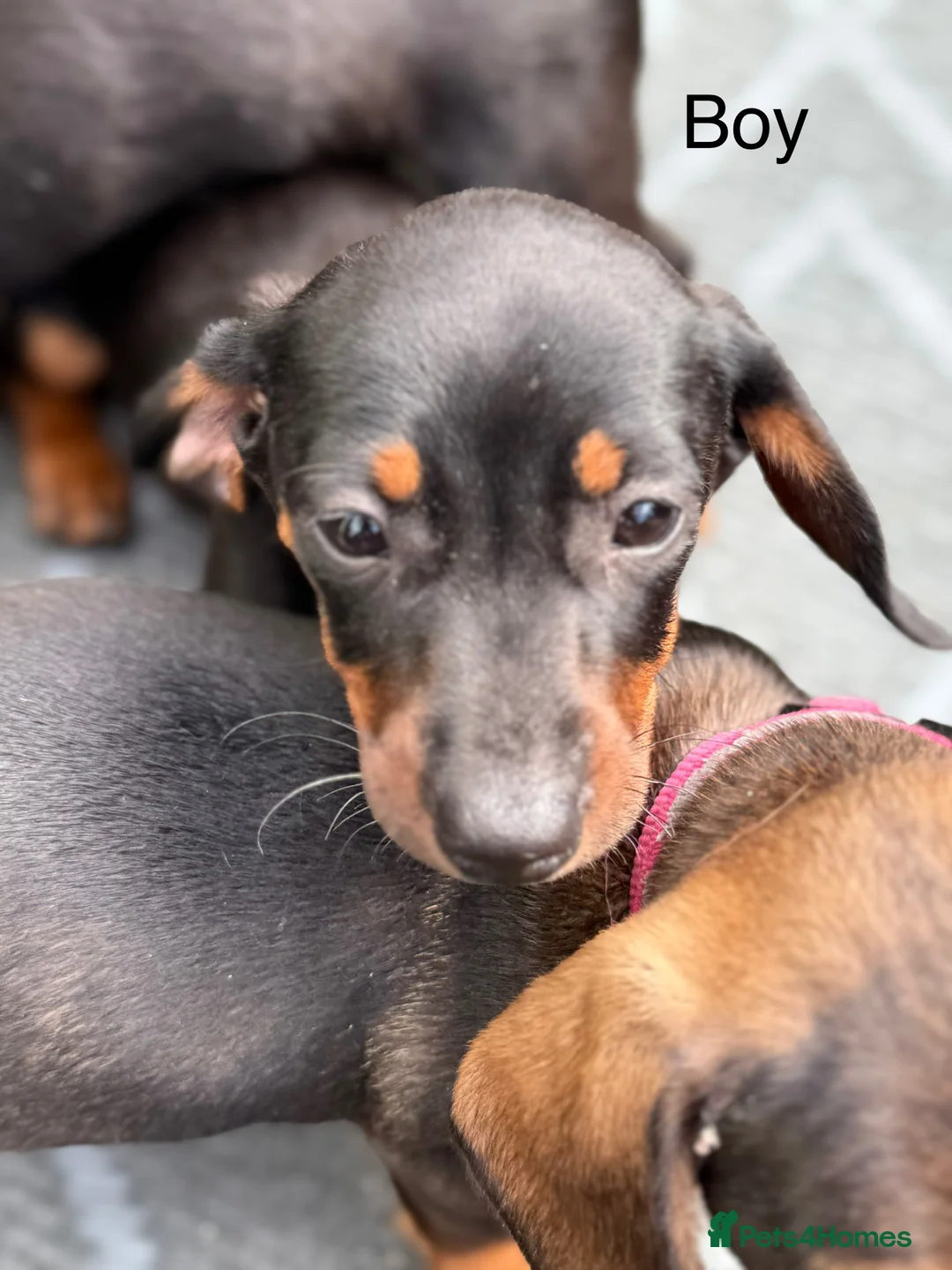 Miniature Dachshund dogs for sale: Wirehair miniature dachshunds and smooth - Advert 7