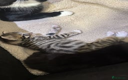 Mixed Breed cats for sale: 3 beautiful kittens for sale!! - Image 3