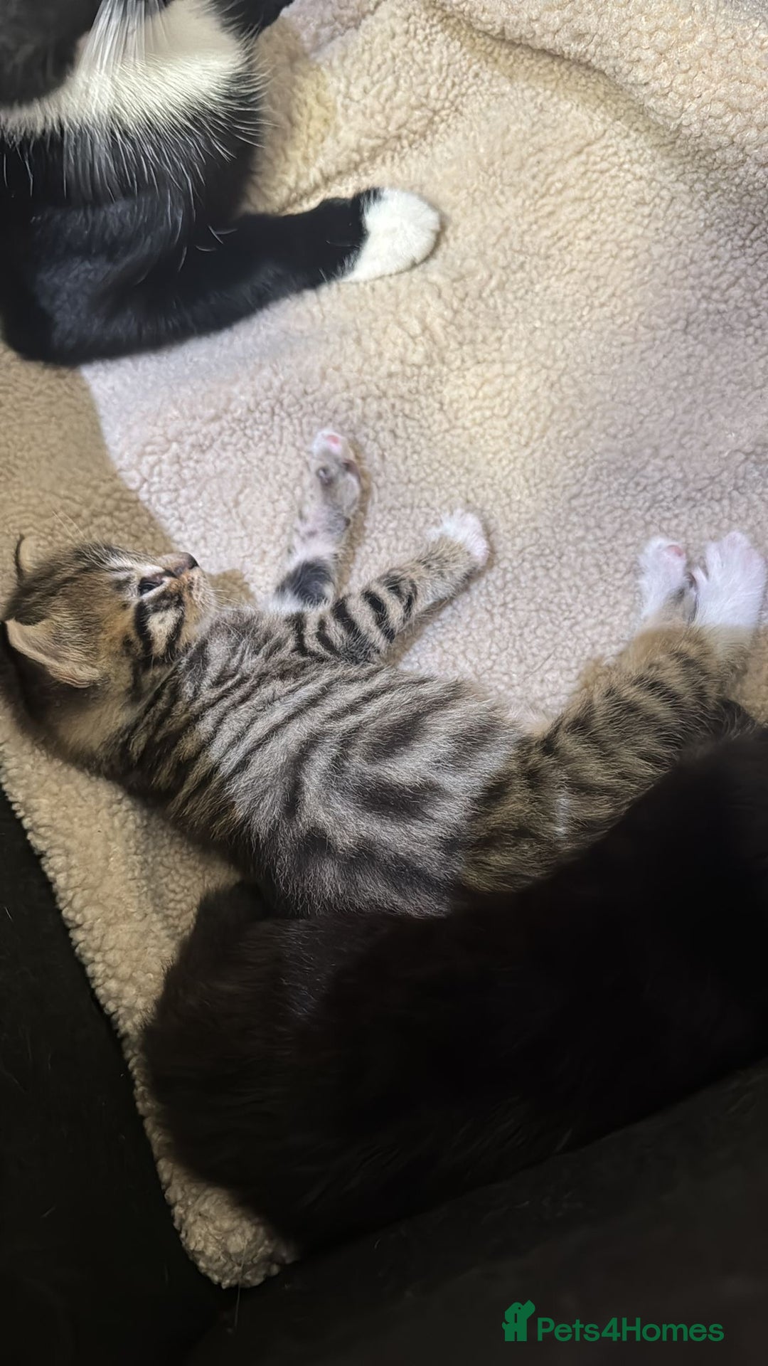 Mixed Breed cats for sale: 3 beautiful kittens for sale!! - Image 3