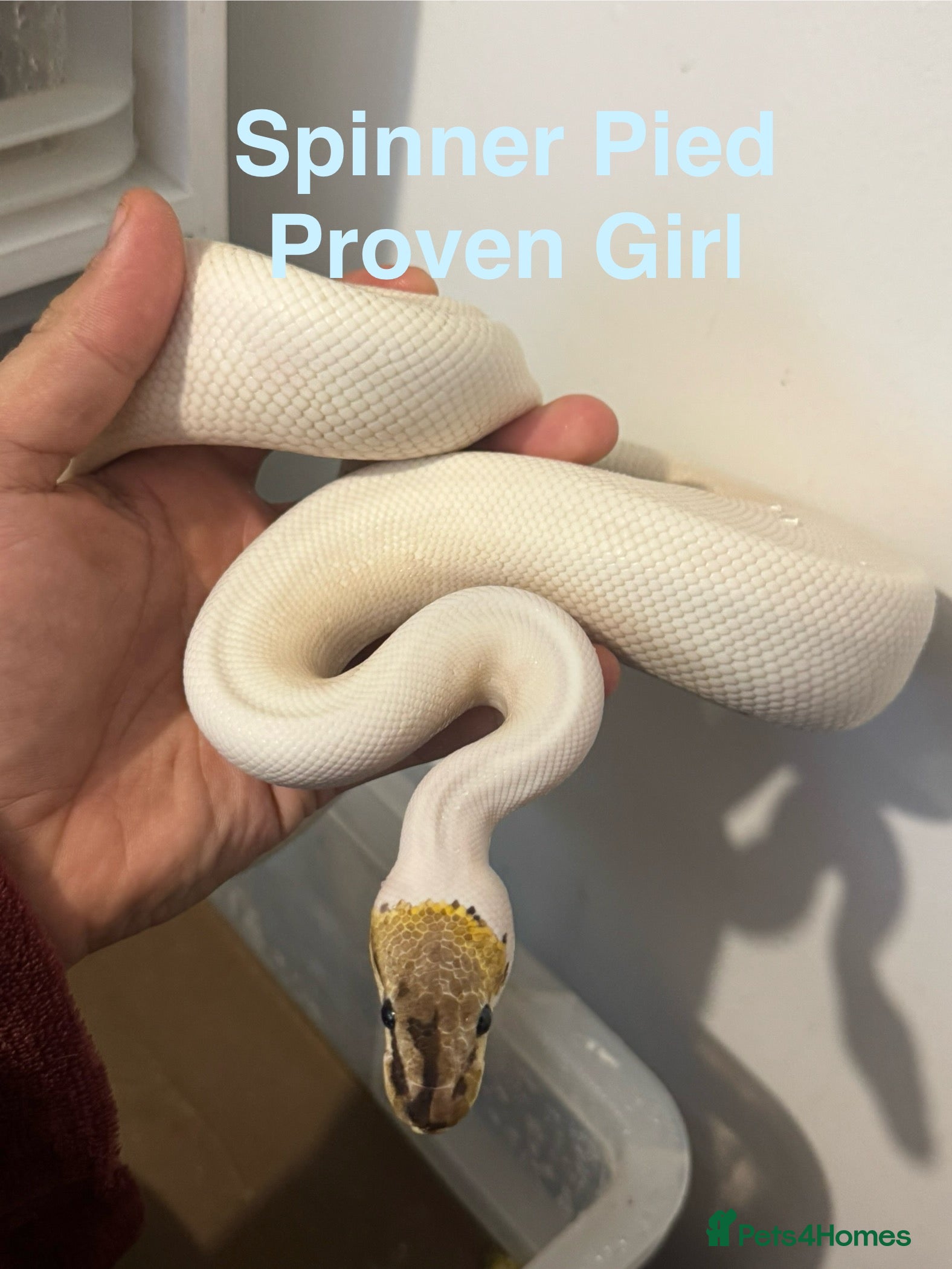 Python Snake reptiles Ball pythons - Advert 12