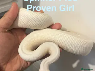 Python Snake reptiles Ball pythons - Advert 12