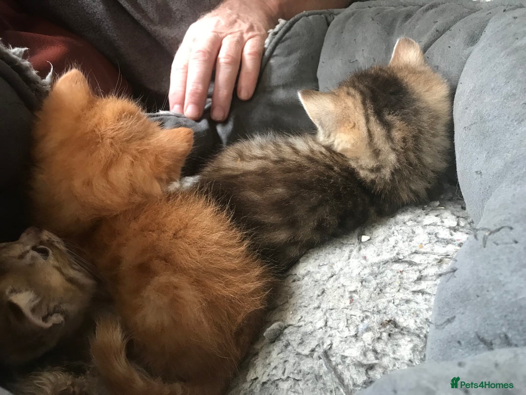 Mixed Breed cats for sale:  Fluffy Ginger Boy & Fluffy Tabby Girl Kitten - Image 13