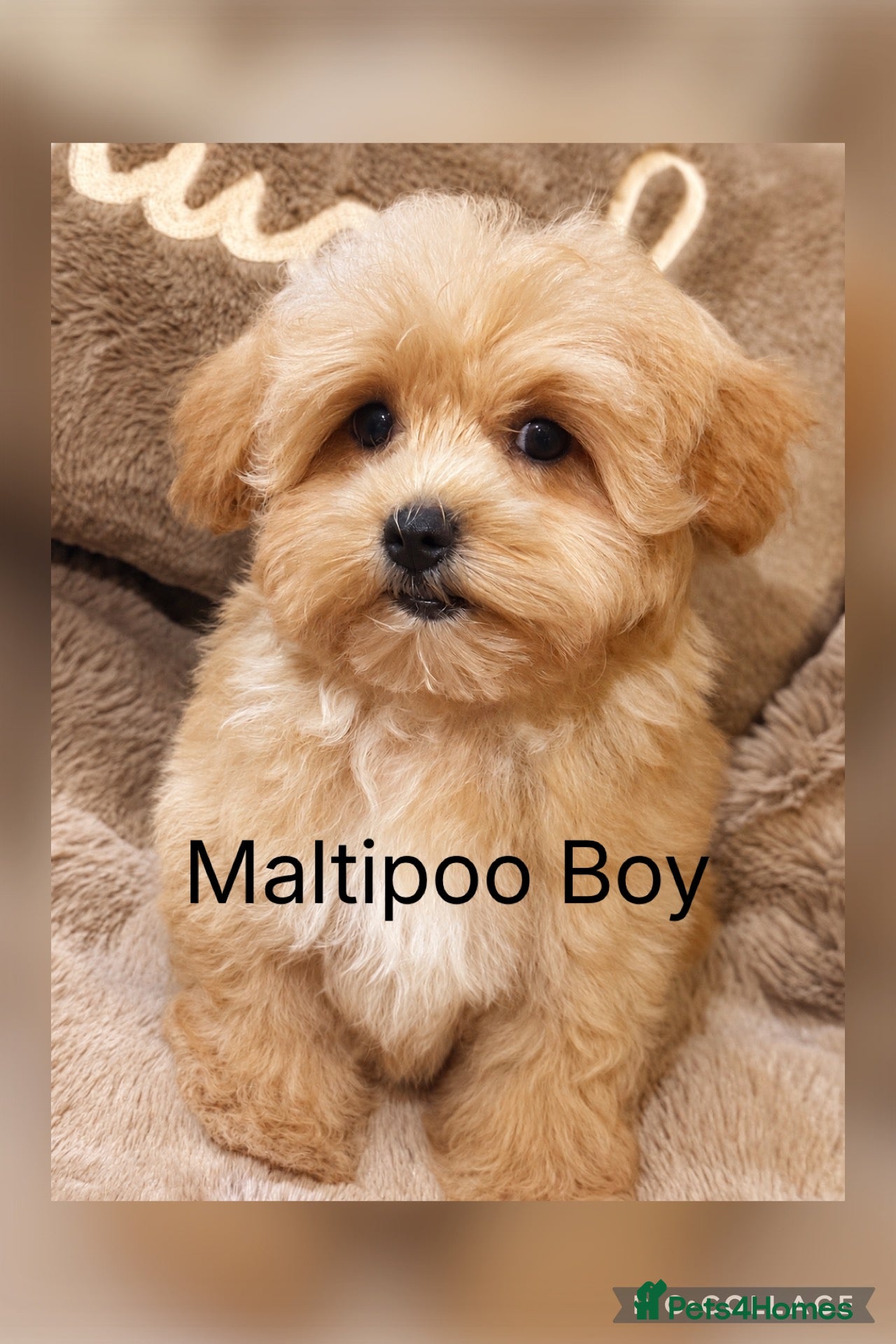 Maltipoo dogs Maltipoo Baby Boys  - Advert 1