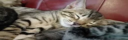 Bengal cats for sale: 4x Girls & 4x Boys – Stunning Bengal cross Kittens - Advert 17
